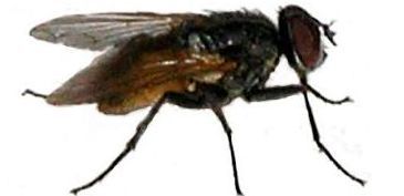 Danskerne lukker insekter ude