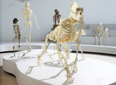 Idékonkurrence om Nyt Naturhistorisk Museum